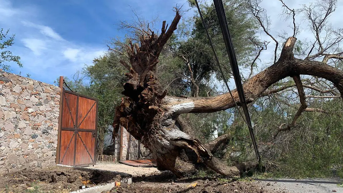 arbol caido FOTO GERARDO TAVAREZ